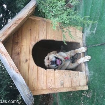 Ücretsiz Erkek Labrador 4.5 Yaşında, Ankara