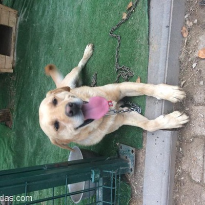 Ücretsiz Erkek Labrador 4.5 Yaşında, Ankara