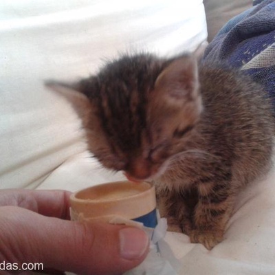 Annesi Kabul Etmemiş Gözleri Bile Açılmamış Yavru Kedi, Balıkesir