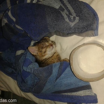 Annesi Kabul Etmemiş Gözleri Bile Açılmamış Yavru Kedi, Balıkesir