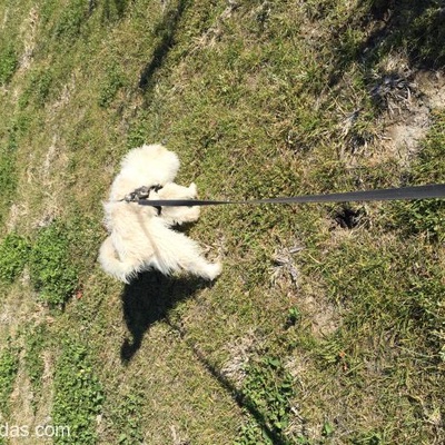 6 Aylık Tuvalet Eğitimli Erkek Terrier, İzmir