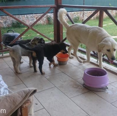 Sapanca'Da Zehirlenen Köpeklerimizden Kalan Yavrularımızın Sahiplandirilmesi, Sakarya