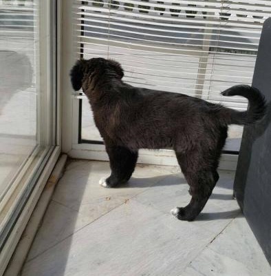 3 Aylık Labrador Kırması Dişi Yavru Ev Arıyor., İzmir