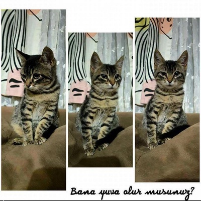 Kedi Irkının En Güzeli Tekir Yavrucağı Ömürlük Yuva, İstanbul
