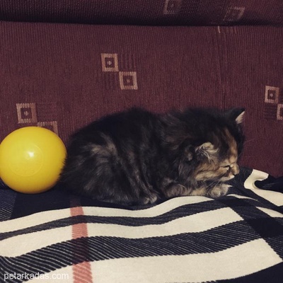Çok Acil Yavru Kedi Yuva Arıyor, Ankara