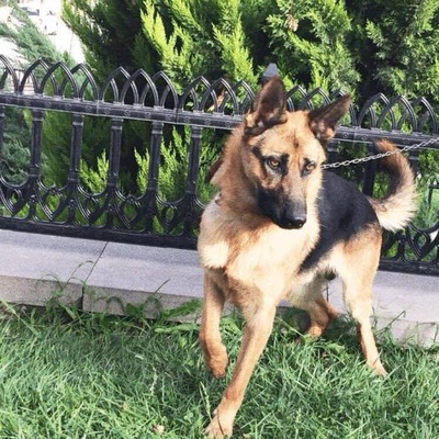 Kont Köpeğim Çalındı, İstanbul