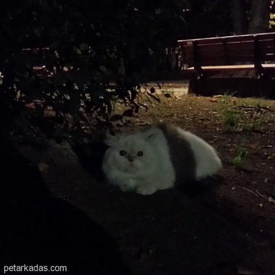 Acil! Parka Atılmış İran Kedisi, İstanbul