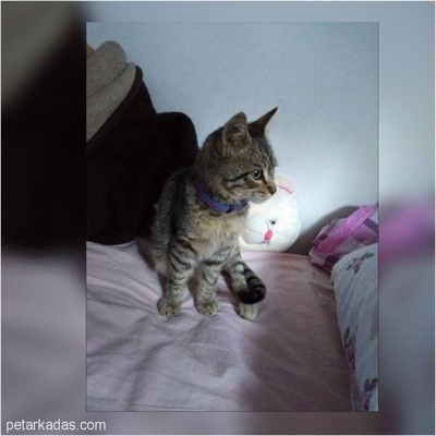 Fethiye De Kayıp Tekir  Kedi, Muğla