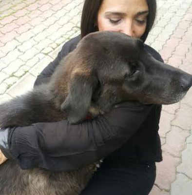 Labrador Kara Oğlumuza Yuva Arıyoruz, Ankara
