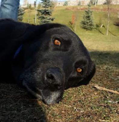 Labrador Kara Oğlumuza Yuva Arıyoruz, Ankara