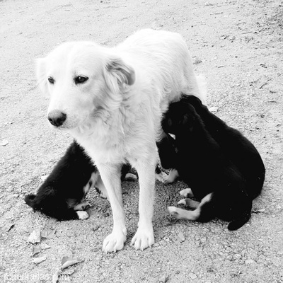 Uc Bucuk Aylik Beyaz Golden Ve Siyah Labrador Melezi, Ankara