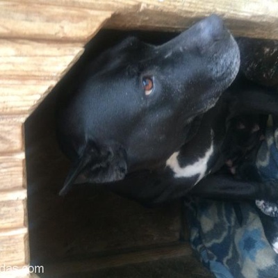 Cane Corse Kırması 8 Yaşındaki Köpeğime Kalacak Ev Arıyorum, İstanbul