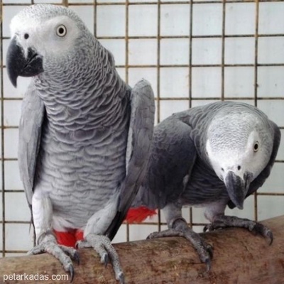Yeni Evler İçin Mutlu Afrikalı Gri Papağanlar, Sakarya