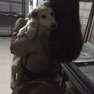 3 Aylık Uysal Bir Yavru Köpek, Ankara