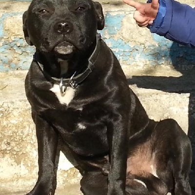 Kayıp İngiliz Staffordshire Bull Terrier, İstanbul