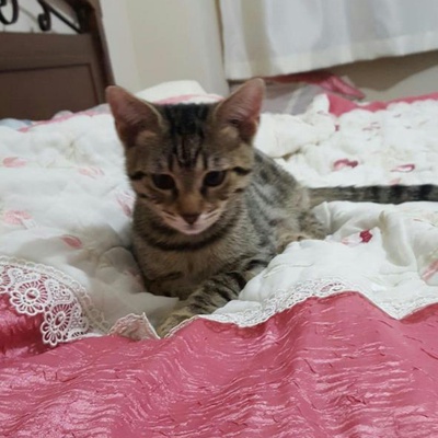 Yavru Tekir Kedi Yuva Arıyor, İstanbul