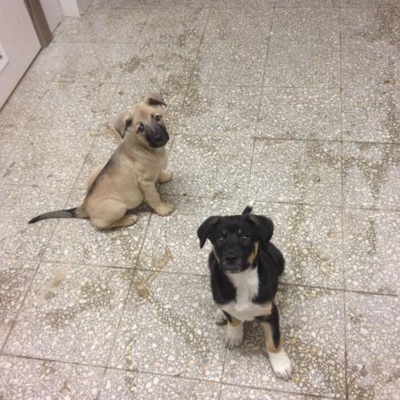 3 Aylık Köpeklerimize Acil Geçici Ya Da Kalıcı Yuva Arıyoruz, Ankara