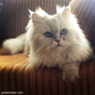Persian Cinsi Kedimi Ücretsiz Samsun Da İkamet Eden Ona İyi Bakacak Birisine Vereceğim., Samsun