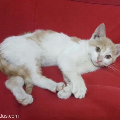 Acil Yuva Aranıyor 2 Aylık Yavru Kedi, İstanbul