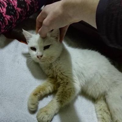 Sokağa Atılmış Yavru Cins Kedi, İstanbul