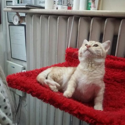 Evsiz Kedi, Ankara