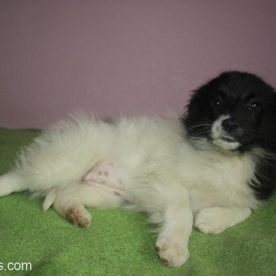 Pomerian-Terrier Melezi 2 Aylık Bebek Yuva Arıyor., Sakarya