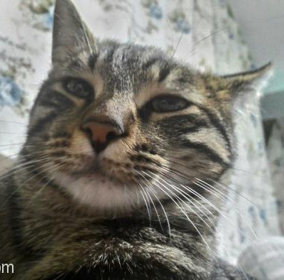 Kedim Kalıcı Yuva Arıyor, Zonguldak