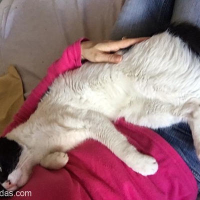 Sevgi Dolu Smokin (Tuxedo) Kedi Yoğun Kardan Bizim Evimize Titreyerek Sığındı, İstanbul