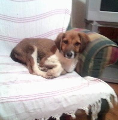 3 Aylık Beagle Melezı Kız Ucretsızdır Yuva Arıyoruz Catalcadayız Ücretsiz, İstanbul