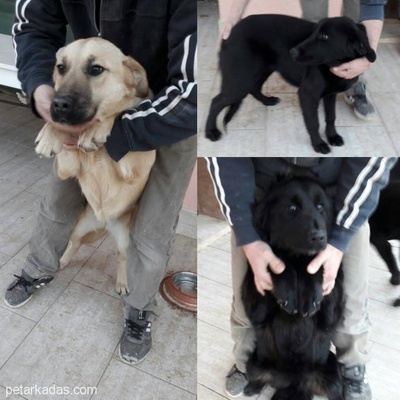 Kırıkkale- Yavru Köpekler Ömürlük Yuvalarını Arıyor, Ankara
