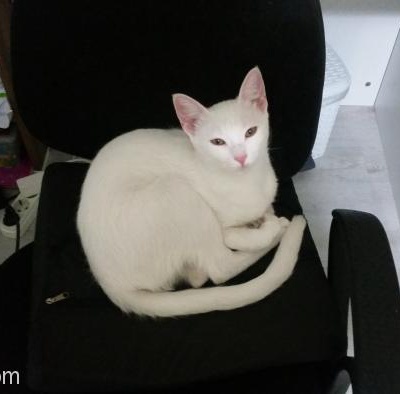 8 Aylık Pamuk Kedi Leyla'Yı Mecburiyetten Dolayi Sahiplendiriyorum, Çanakkale, Çanakkale