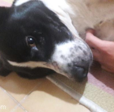 Vakti Kalmaya Americanstaffordshire Terrier Kizimiz 10 Aylk Daha, İzmir