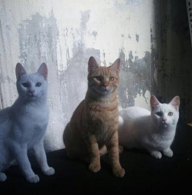 6 Aylık Ankara Kedileri Yuva Arıyor, İstanbul