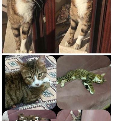 #İstanbul Veya #Kırklareli 1,5 Yaşında Erkek Kedi Yuva Arıyor, Kırklareli