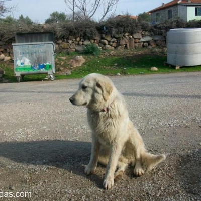Sokak Köpeği Golden Retriever :(, Manisa