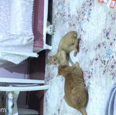 Van Kedisi Yavrusu. Açıklamayı Okumadan Aramayın., İzmir