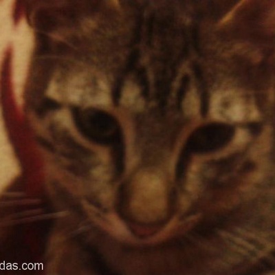 9 Aylık Bu Güzeller Güzeli Kedimize Anne Baba Arıyorum, İstanbul