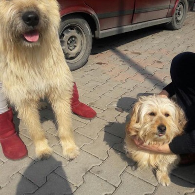 Dev, Oyuncu Ve İnanılmaz Akıllı Terrier, Ankara