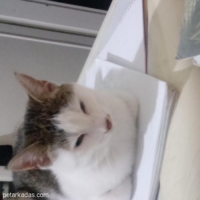 Kedim Çakıl Kayıp Acil Yardım, Ankara