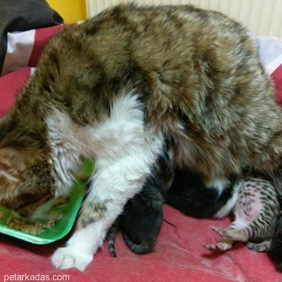 Kedi Kardeşler Ev Arıyor, Ankara