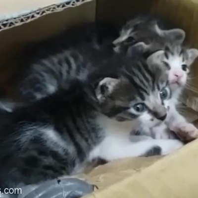 1 Aydan Küçük 4 Yavru Kediye Acil Yuva Lazım!!, Ankara