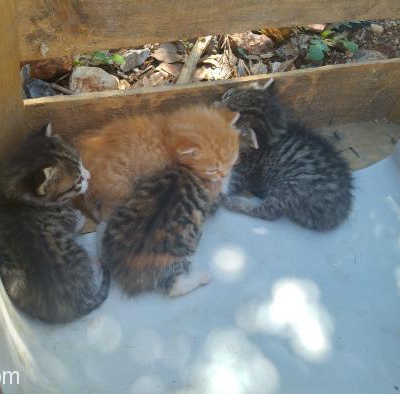 10 Günlük Annesiz Yavru Kedicikler Yuva Arıyor, Antalya