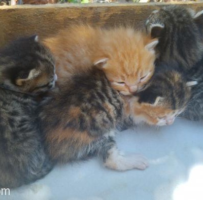10 Günlük Annesiz Yavru Kedicikler Yuva Arıyor, Antalya