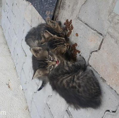 Sokağımızın Melek Kedisi Müzeyyen Ve Yavruları İçin Acil Yuva, İstanbul