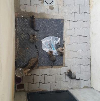 Sokağımızın Melek Kedisi Müzeyyen Ve Yavruları İçin Acil Yuva, İstanbul