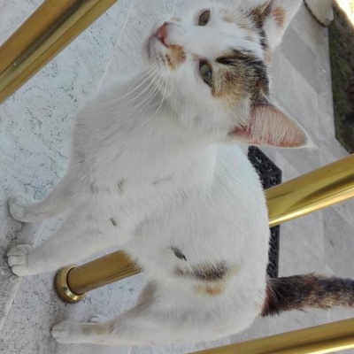 Annesi Olmayan Yavru Kedi Araniyor, İstanbul