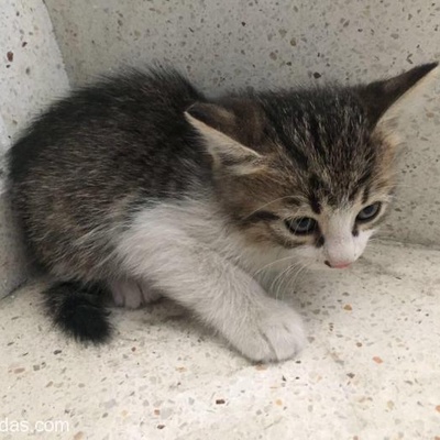 2 Yavru Kedi Acil Ev Arıyor, Ankara