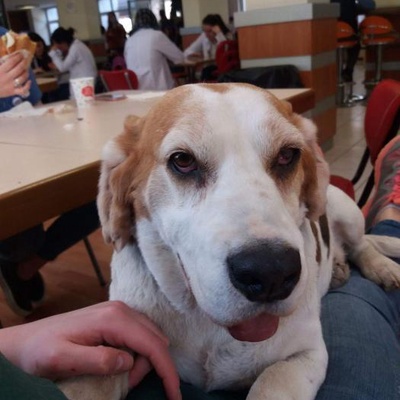 7Yaşlı Beagle Teyzemiz, Ankara