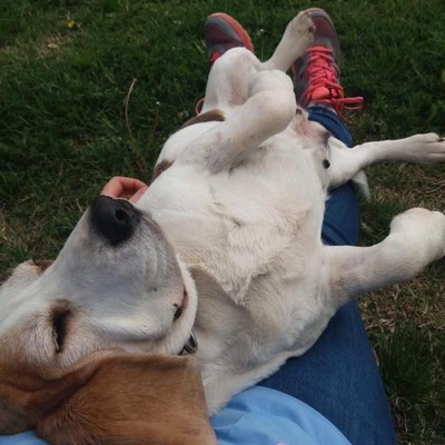 7Yaşlı Beagle Teyzemiz, Ankara