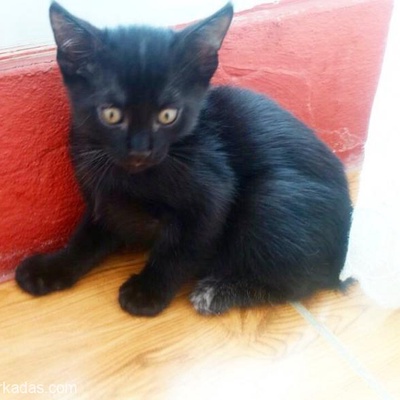 Evde Doğmuş Anne Sütüyle Büyümüş 1.5 Aylık Bombay Yavru Kedi Yer Moda, İstanbul